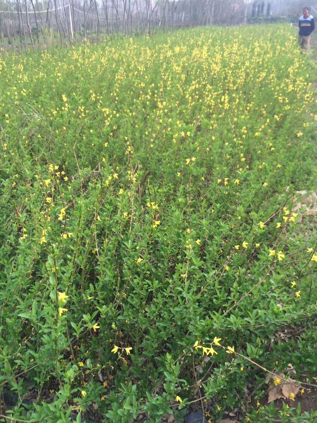 連翹圖片/連翹樣板圖 (2)