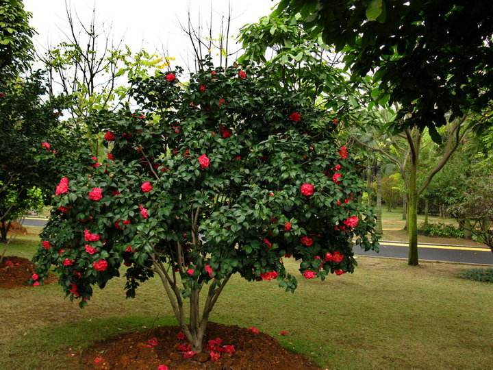 福建漳州茶花基地-福建马口茶花批发价格-漳州哪里有灌木类卖图片