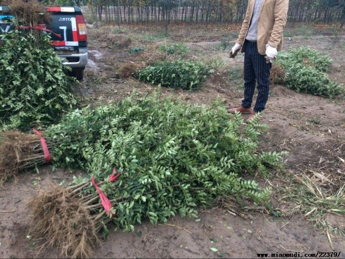 江苏无刺花椒苗基地，江苏无刺花椒苗批发价格，江苏哪里有无刺花椒苗卖？