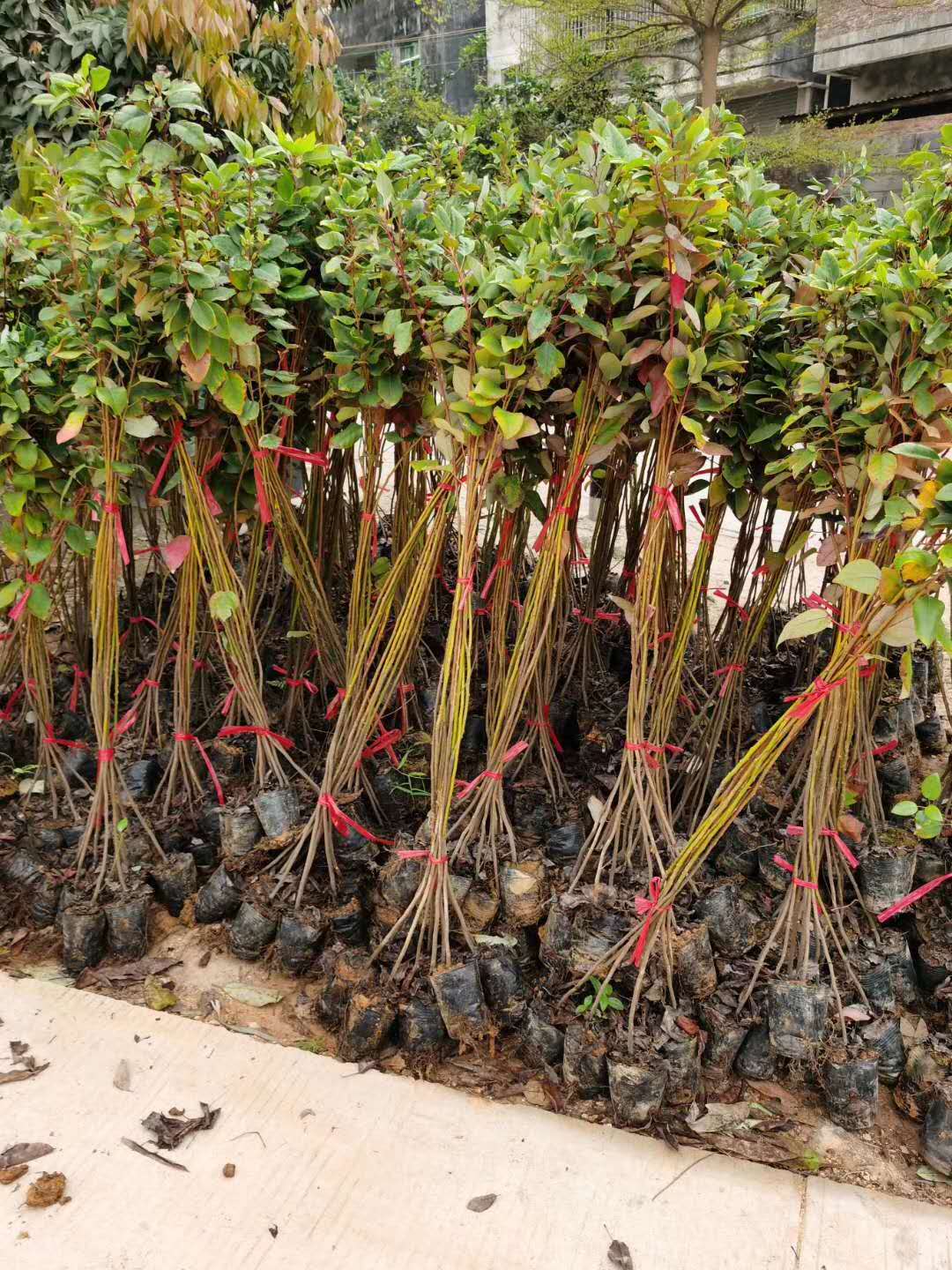 福建紅花荷基地圖片/福建紅花荷基地樣板圖 (2)