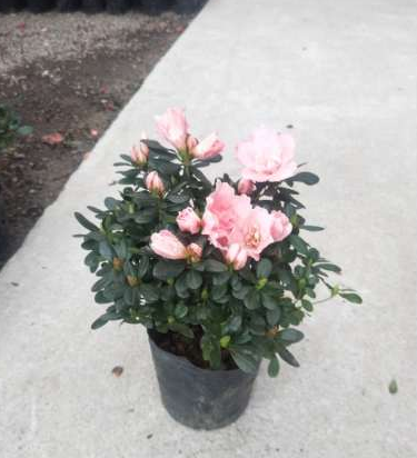 綠植租賃圖片/綠植租賃樣板圖 (2)