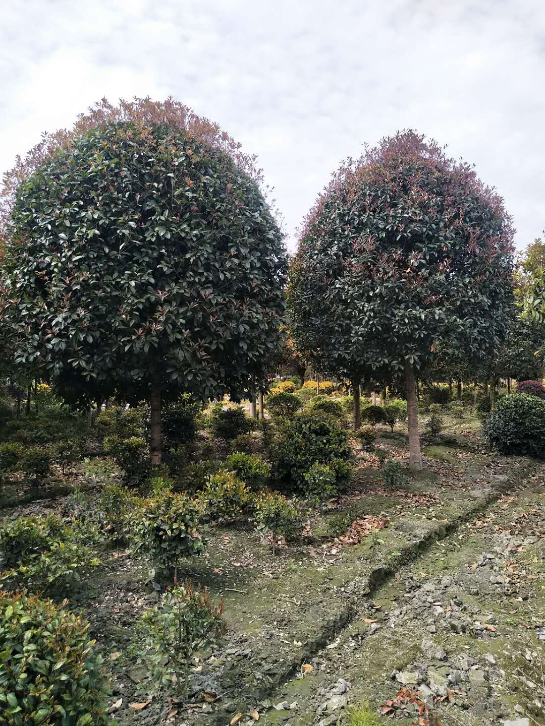 成都市桂花厂家