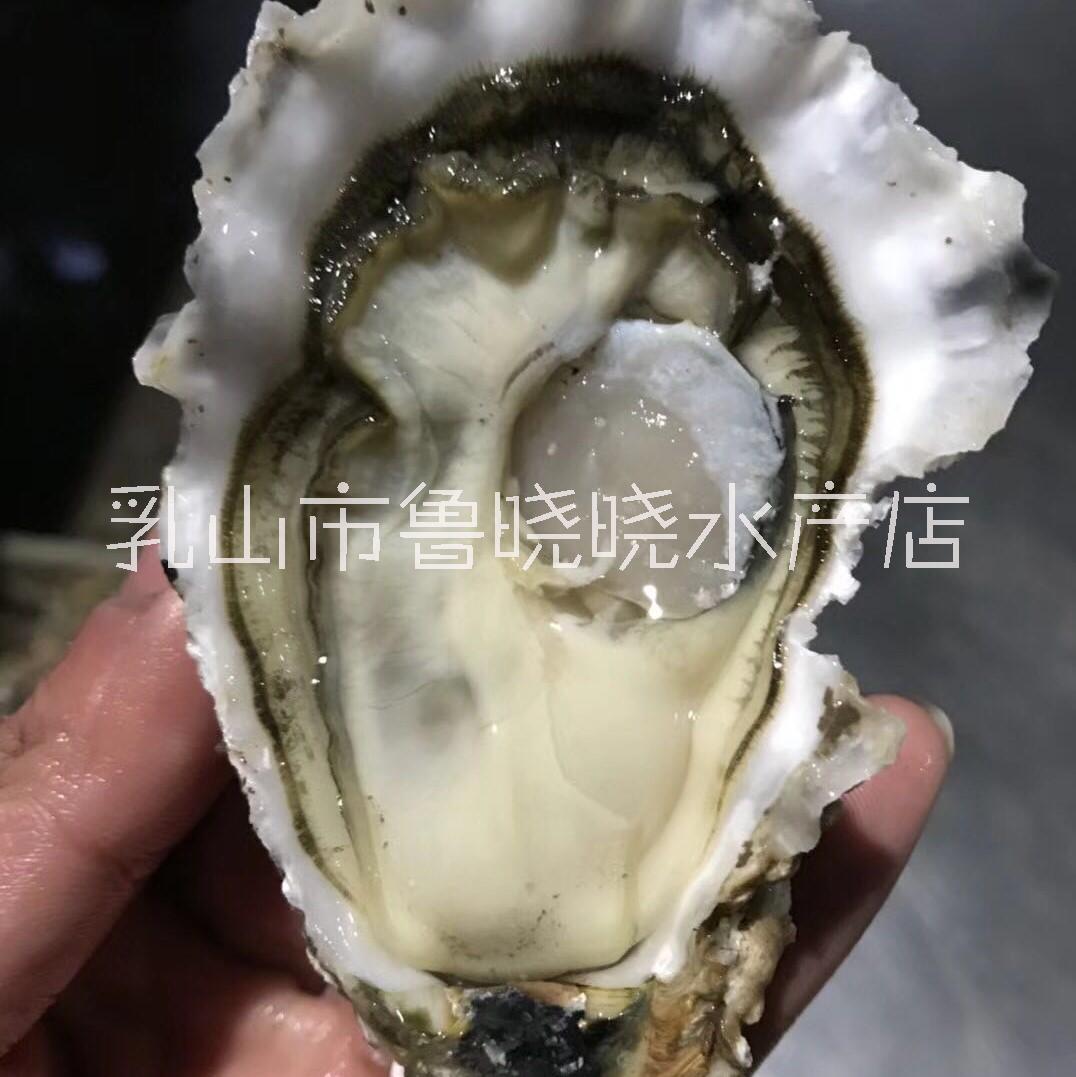 海蠣子圖片/海蠣子樣板圖 (2)