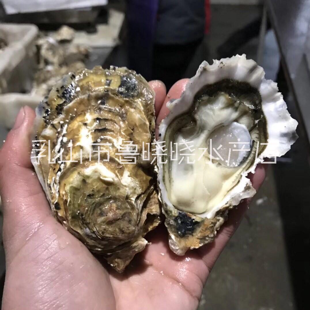 山東乳山牡蠣批發(fā)價格生蠔廠家直銷