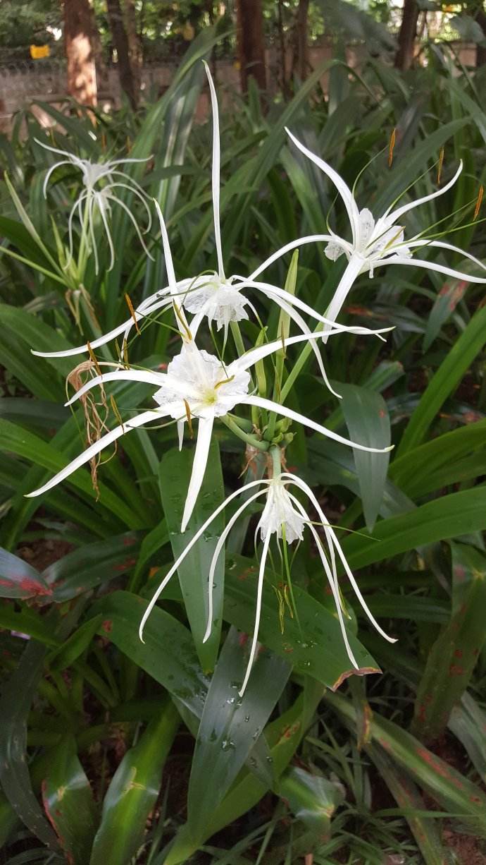 海南三亞蜘蛛蘭種植基地圖片/海南三亞蜘蛛蘭種植基地樣板圖 (3)