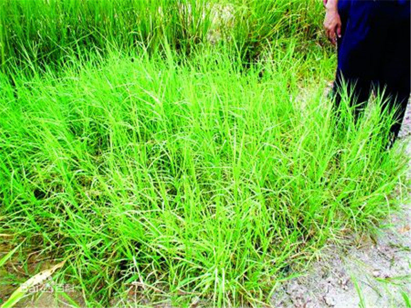 中山百慕达草皮基地直销批发报价供应电话图片