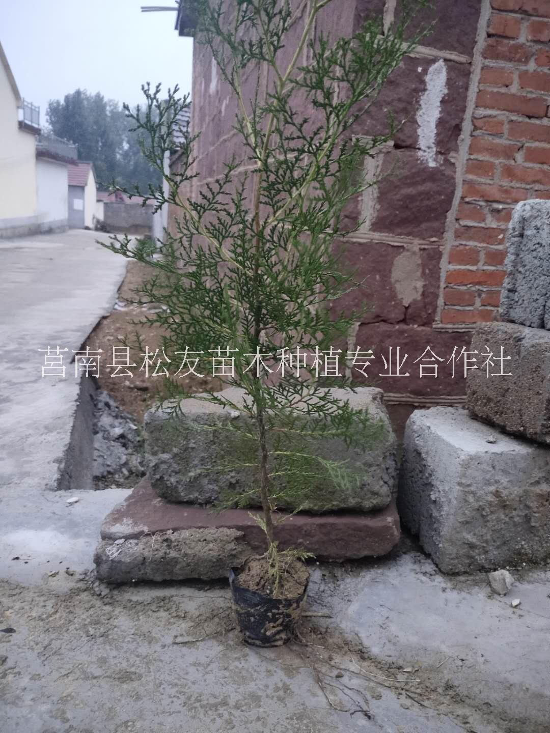 側(cè)柏苗圖片/側(cè)柏苗樣板圖 (3)