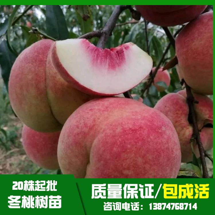 冬桃樹(shù)苗圖片/冬桃樹(shù)苗樣板圖 (4)