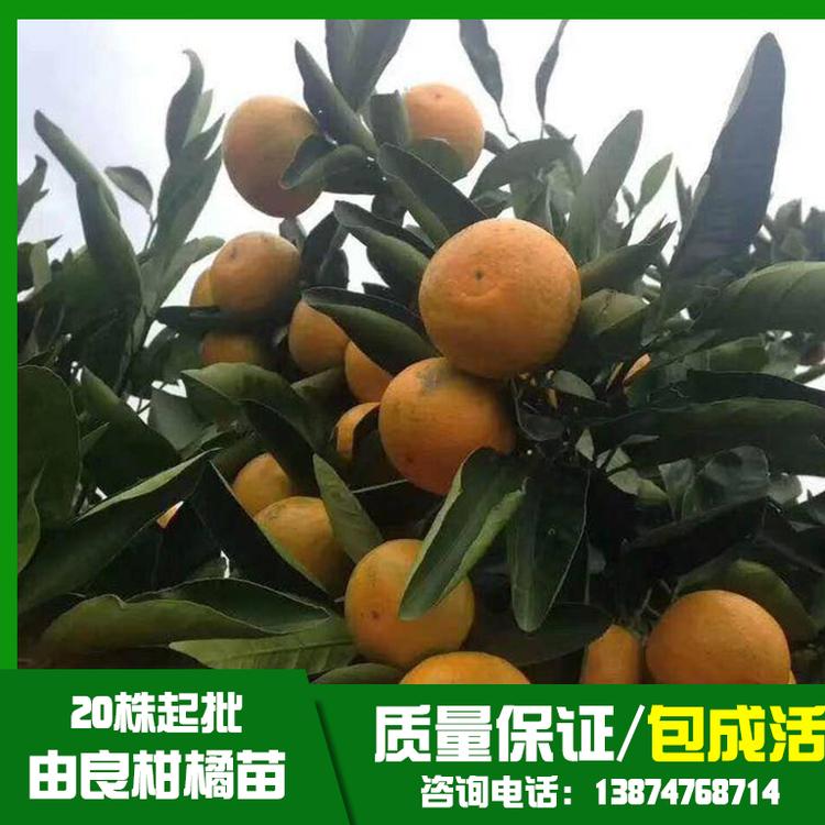 柑橘苗圖片/柑橘苗樣板圖 (1)