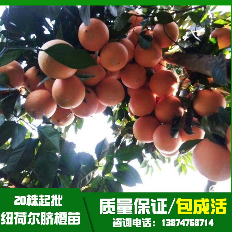 臍橙苗圖片/臍橙苗樣板圖 (2)