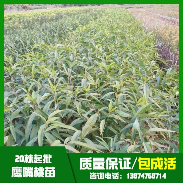 桃樹苗圖片/桃樹苗樣板圖 (3)