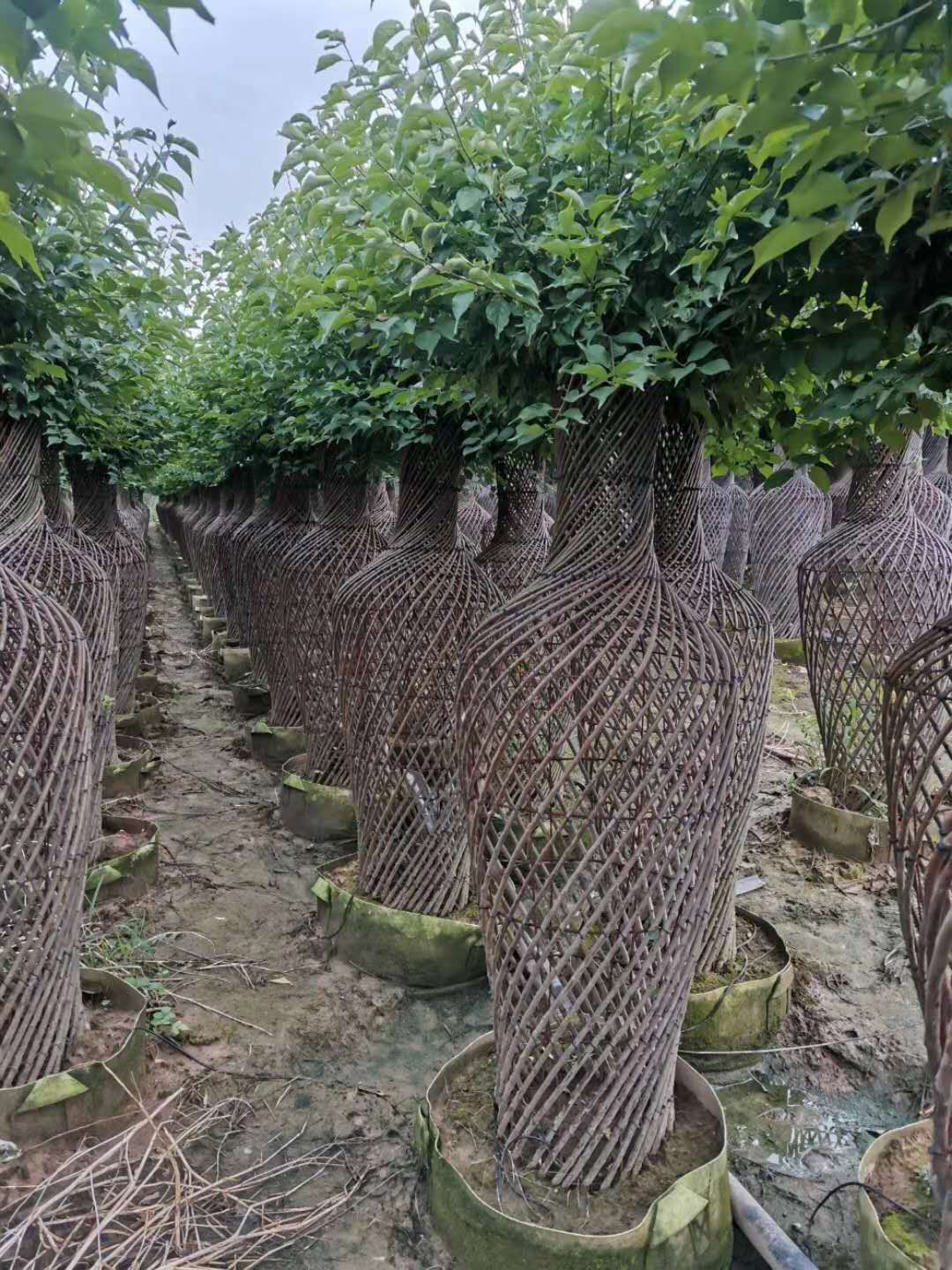 紫薇圖片/紫薇樣板圖 (4)