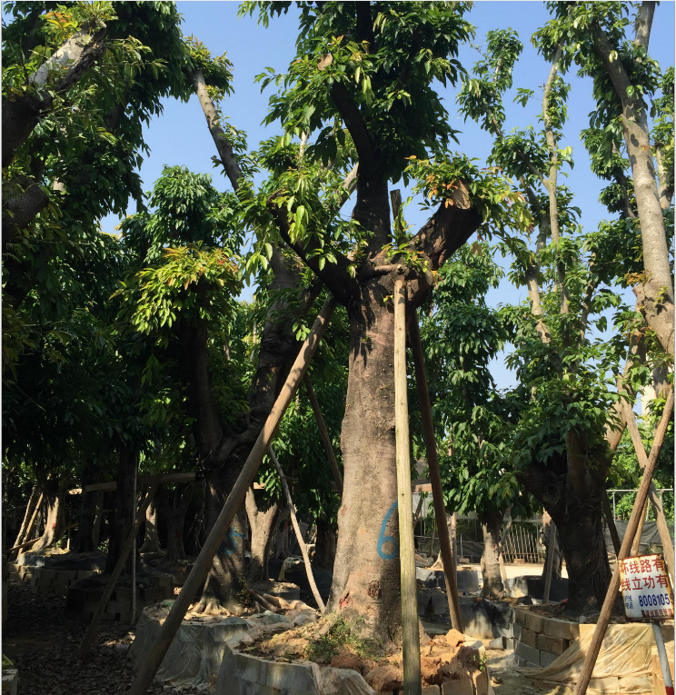 本合作社假植*大葉榕叢生袋苗20-90公分