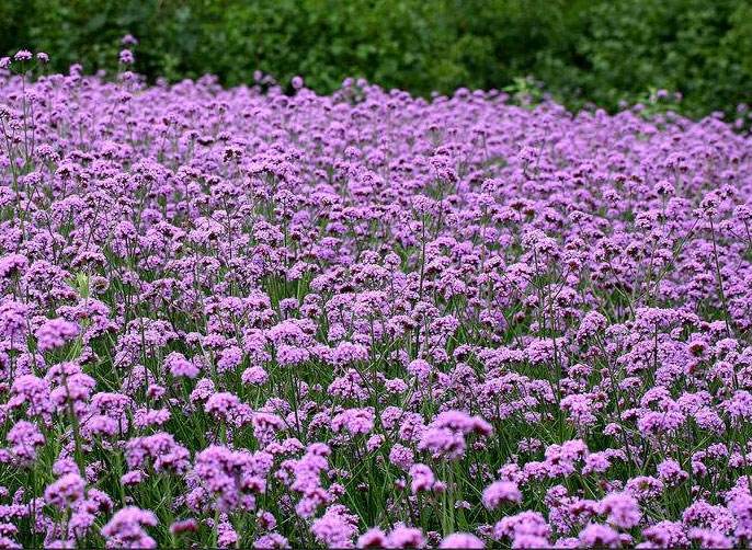 柳叶马鞭草批发，价格 柳叶马鞭草种植基地