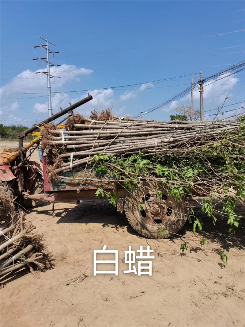 白臘樹苗圖片/白臘樹苗樣板圖 (3)