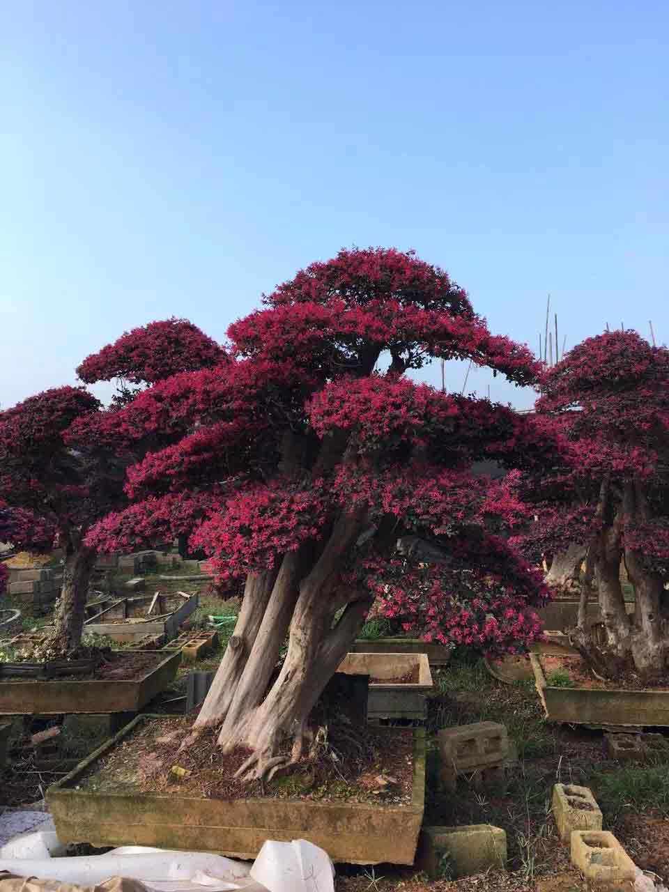 湖南精品造型红花继木古桩基地-价格-批发-哪里有卖