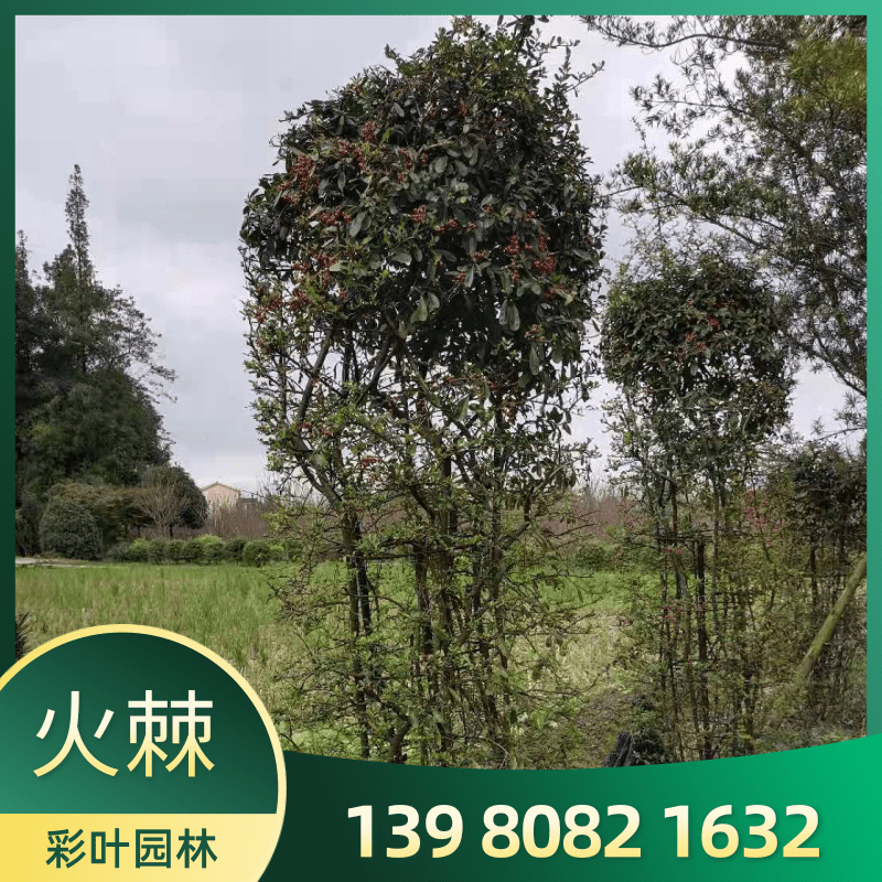 云南火棘球60~180公分圖片