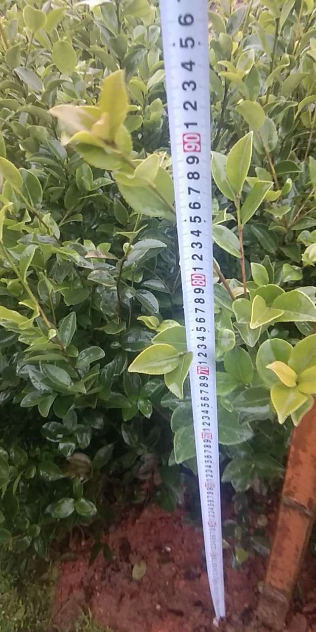 長林53號油茶苗圖片/長林53號油茶苗樣板圖 (1)