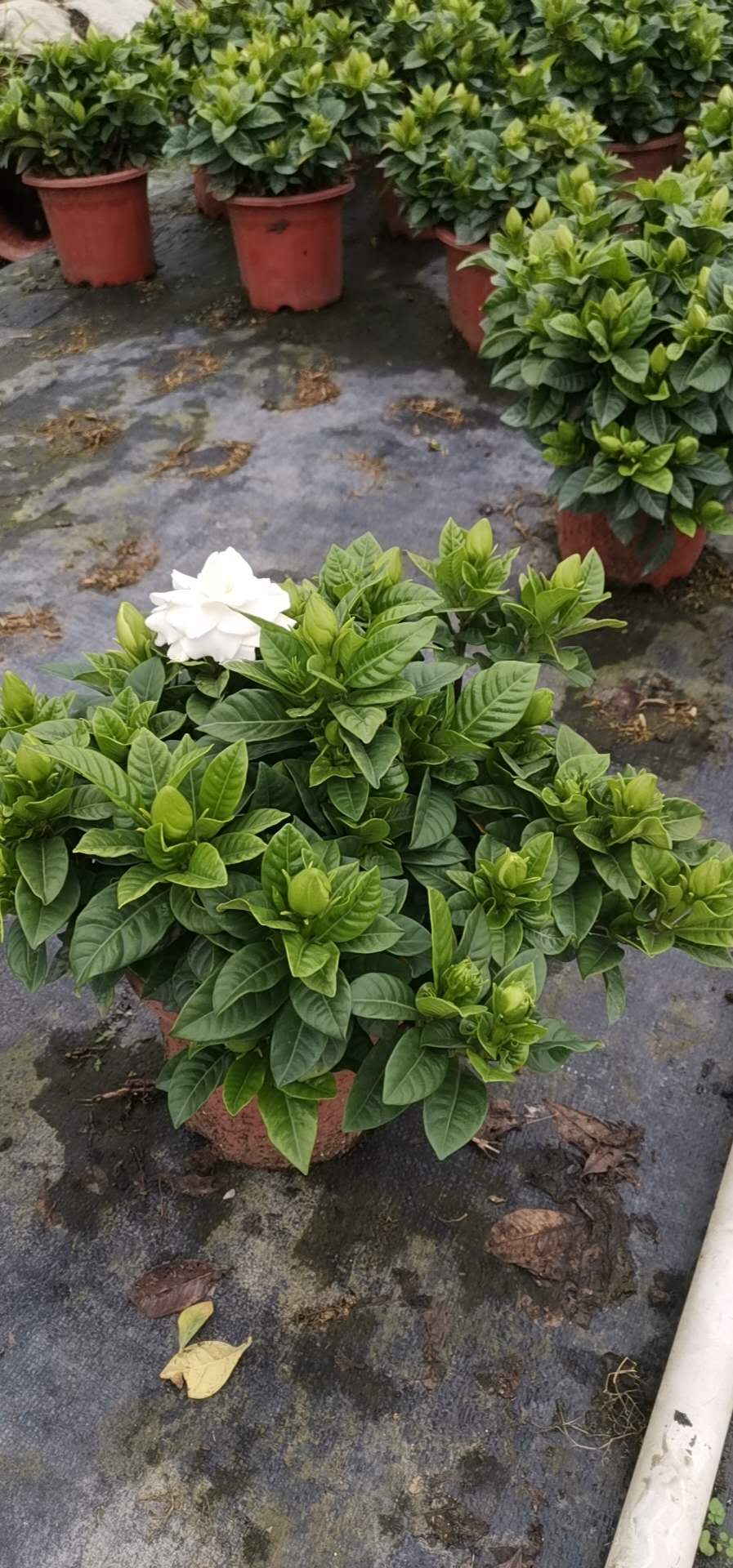 花苗圖片/花苗樣板圖 (2)