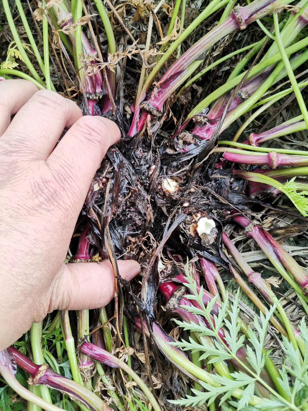 中药材川芎种苗出售，川芎种植基地直发，量大从优