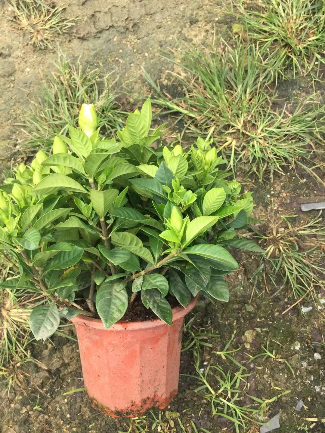 花苗圖片/花苗樣板圖 (4)