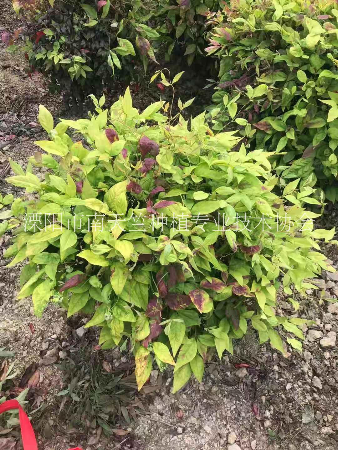 火焰南天竹圖片/火焰南天竹樣板圖 (4)