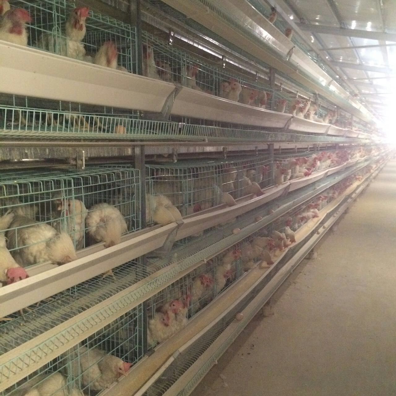 雞籠圖片/雞籠樣板圖 (2)