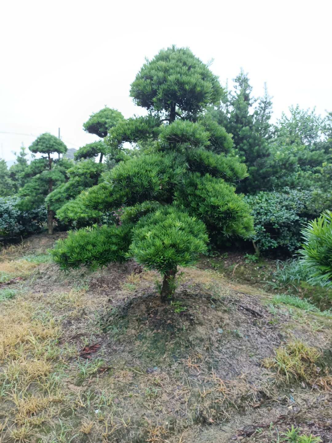 上海造型罗汉松产地 种植基地直销多少钱一棵 罗汉松价格图片