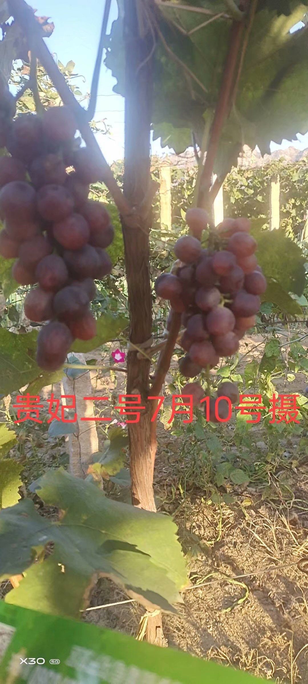 葡萄苗圖片/葡萄苗樣板圖 (1)