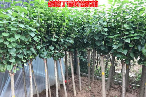 丁香圖片/丁香樣板圖 (2)