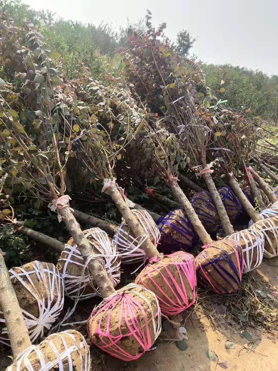 美人梅圖片/美人梅樣板圖 (2)