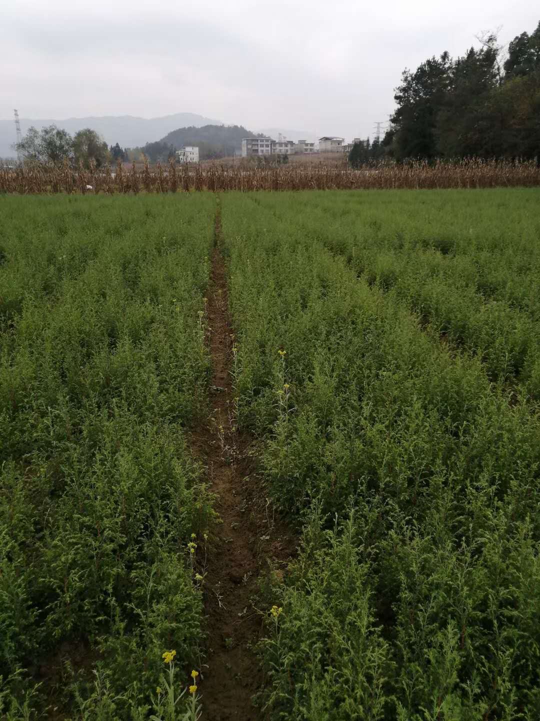 川柏 利川市川柏 利川市川柏基地 川柏批發(fā) 一年川柏批發(fā) 一年川柏哪里有