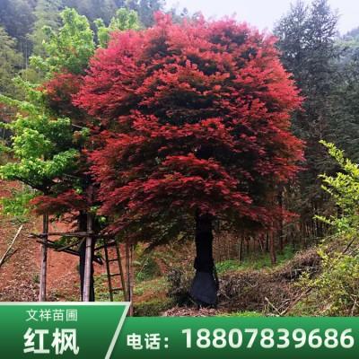 廣西10公分紅楓小苗基地直銷多少錢、美國紅楓小苗批發(fā)價(jià)格【全州縣文祥苗圃】