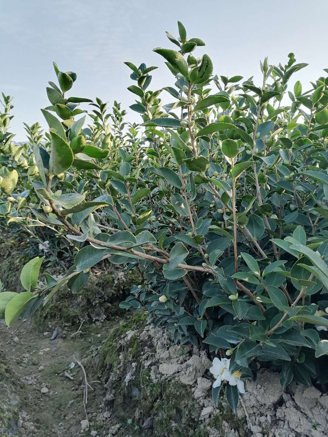 广东二年生油茶苗，广东二年生油茶苗价钱，广东二年生油茶苗报价