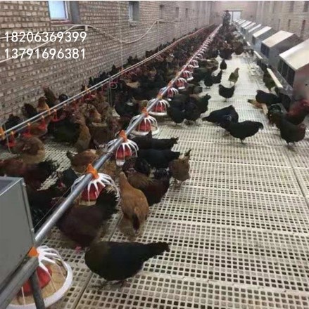 塑料雞糞板圖片/塑料雞糞板樣板圖 (3)