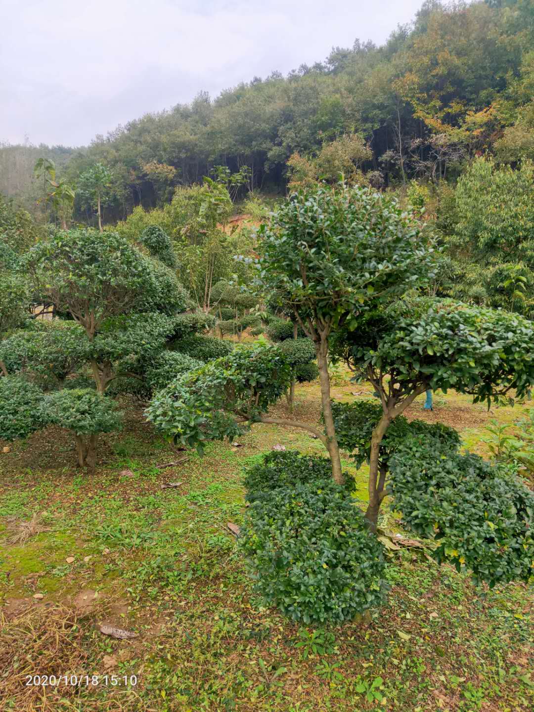 河南小葉女真造型圖片/河南小葉女真造型樣板圖 (3)