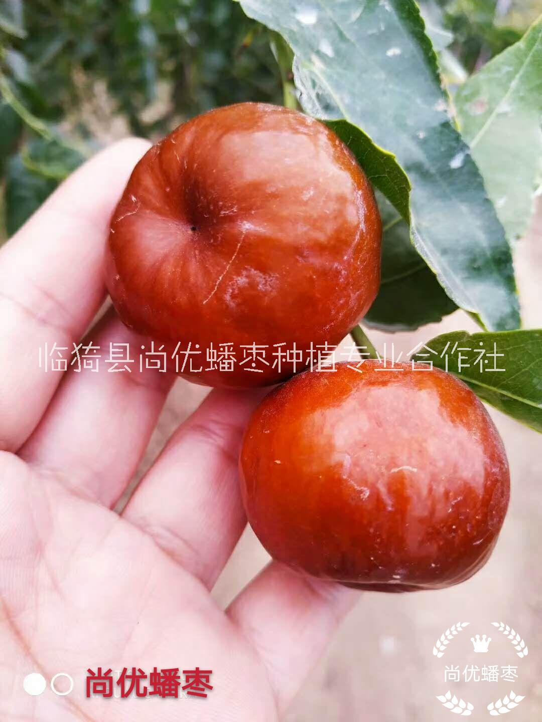 臨猗縣尚優(yōu)蟠棗種植合作社是一家專業(yè)發(fā)展蟠棗種植的合作社