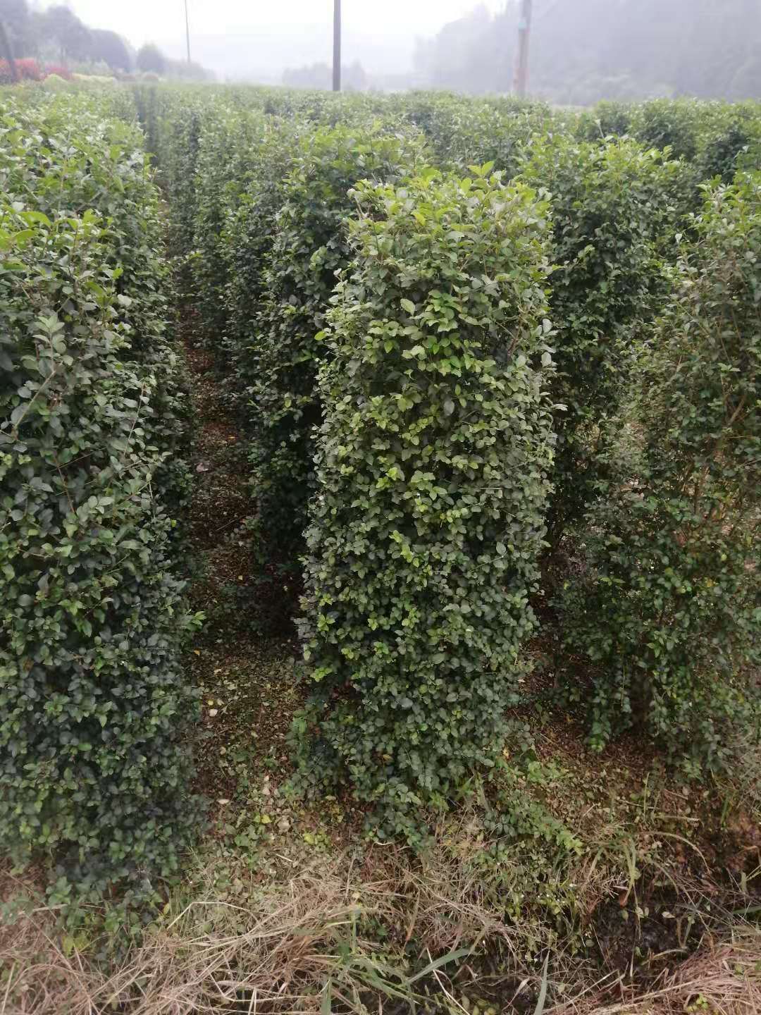 毛葉丁香圖片/毛葉丁香樣板圖 (1)