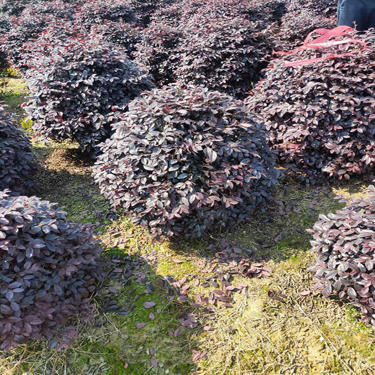 紅花檵木球圖片/紅花檵木球樣板圖 (3)