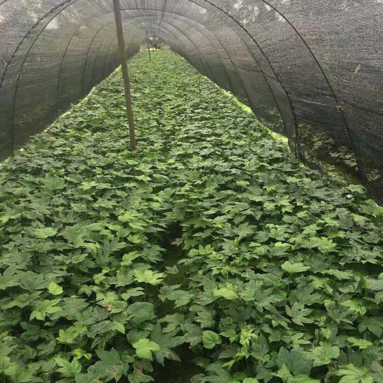 八角金盤圖片/八角金盤樣板圖 (4)