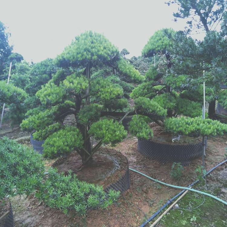 羅漢松圖片/羅漢松樣板圖 (4)