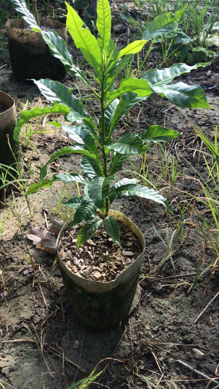 果樹苗圖片/果樹苗樣板圖 (3)