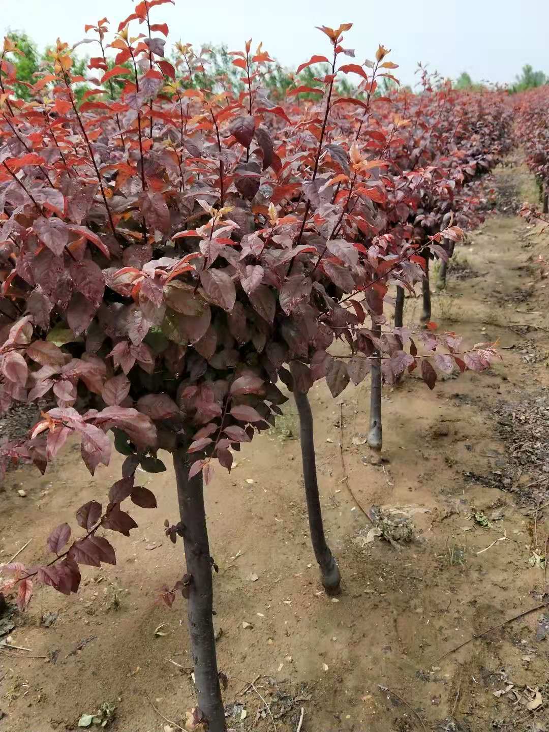 紅葉李苗圖片/紅葉李苗樣板圖 (2)