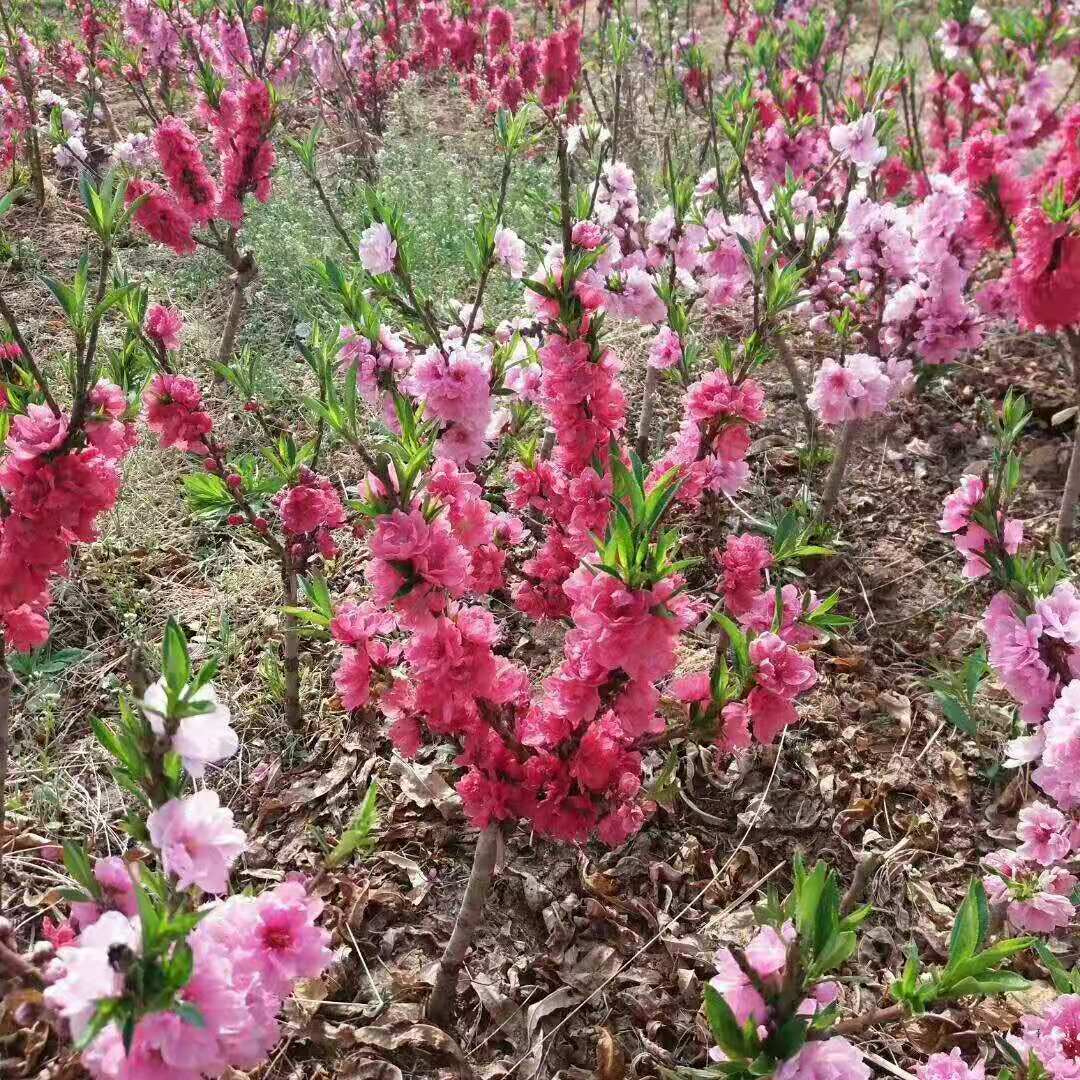 紫叶桃 红叶桃 红叶碧桃 紫叶碧桃 桃花苗 规格齐全图片