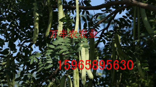 皂角圖片/皂角樣板圖 (3)