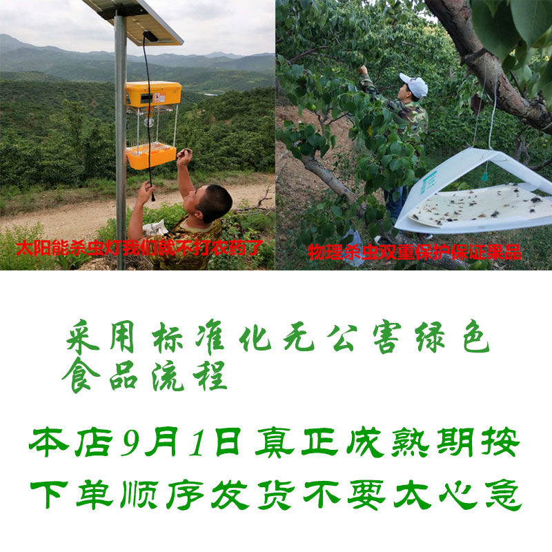 南果梨圖片/南果梨樣板圖 (2)