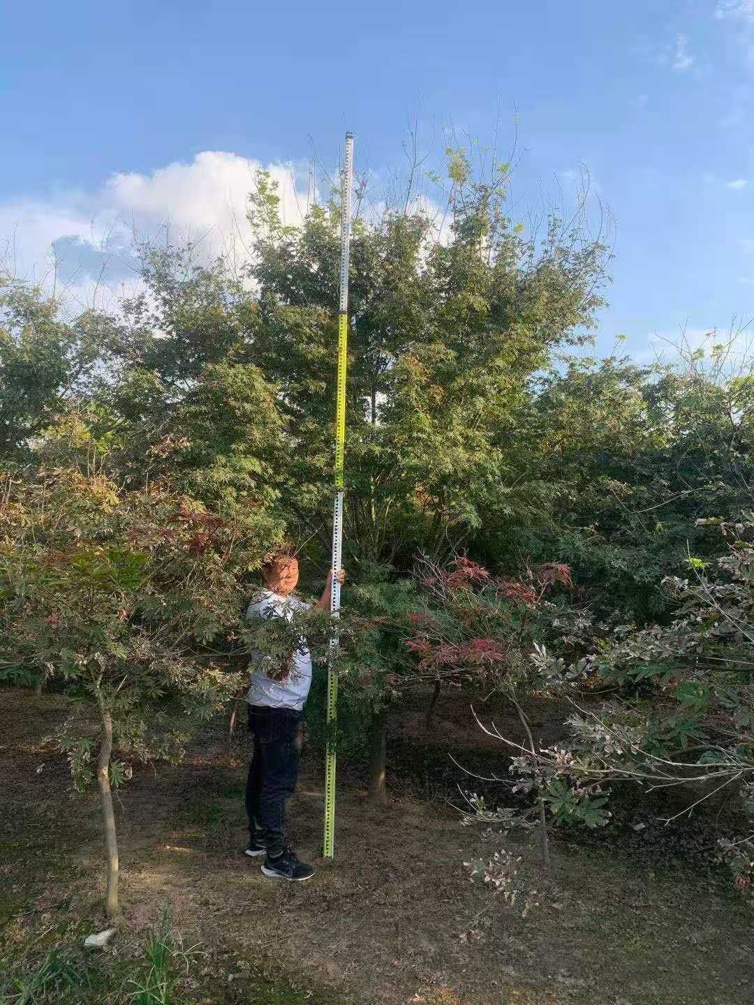 雞爪槭圖片/雞爪槭樣板圖 (2)