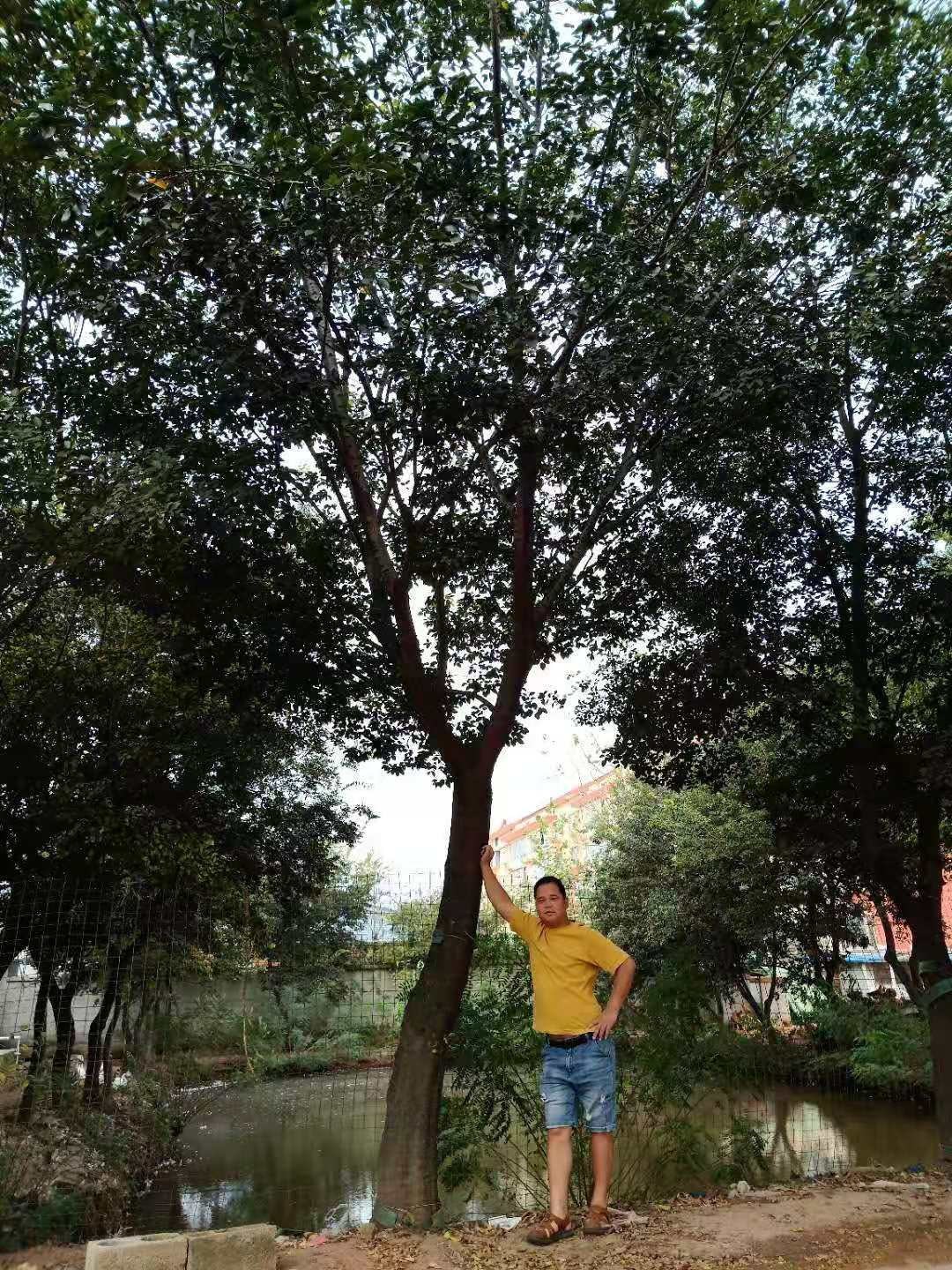 江蘇樸樹(shù)批發(fā)_江蘇樸樹(shù)價(jià)格_江蘇樸樹(shù)苗木基地