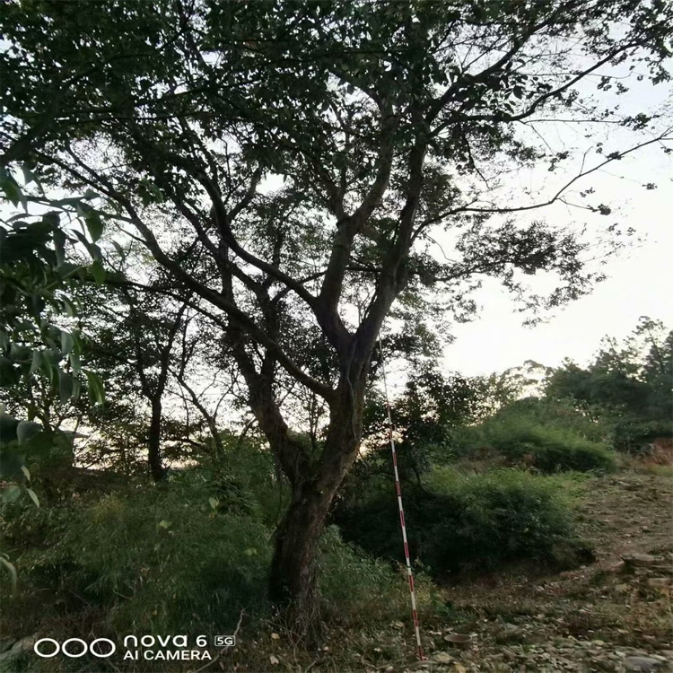 紅果冬青樹價(jià)格圖片/紅果冬青樹價(jià)格樣板圖 (2)