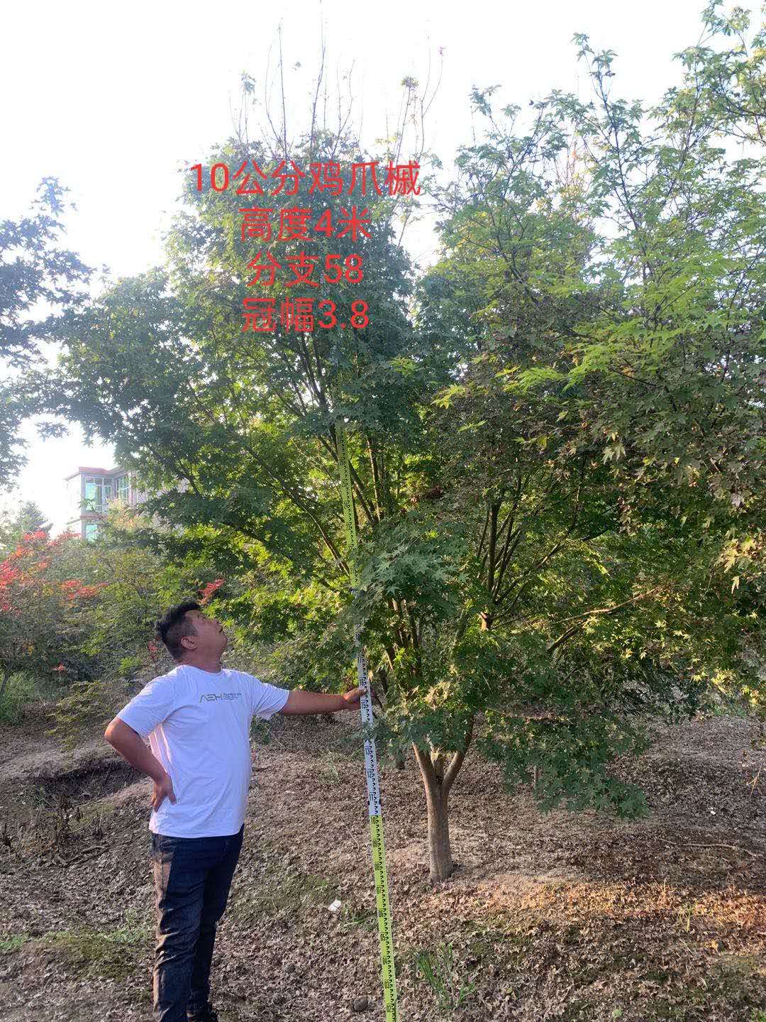 雞爪槭圖片/雞爪槭樣板圖 (3)